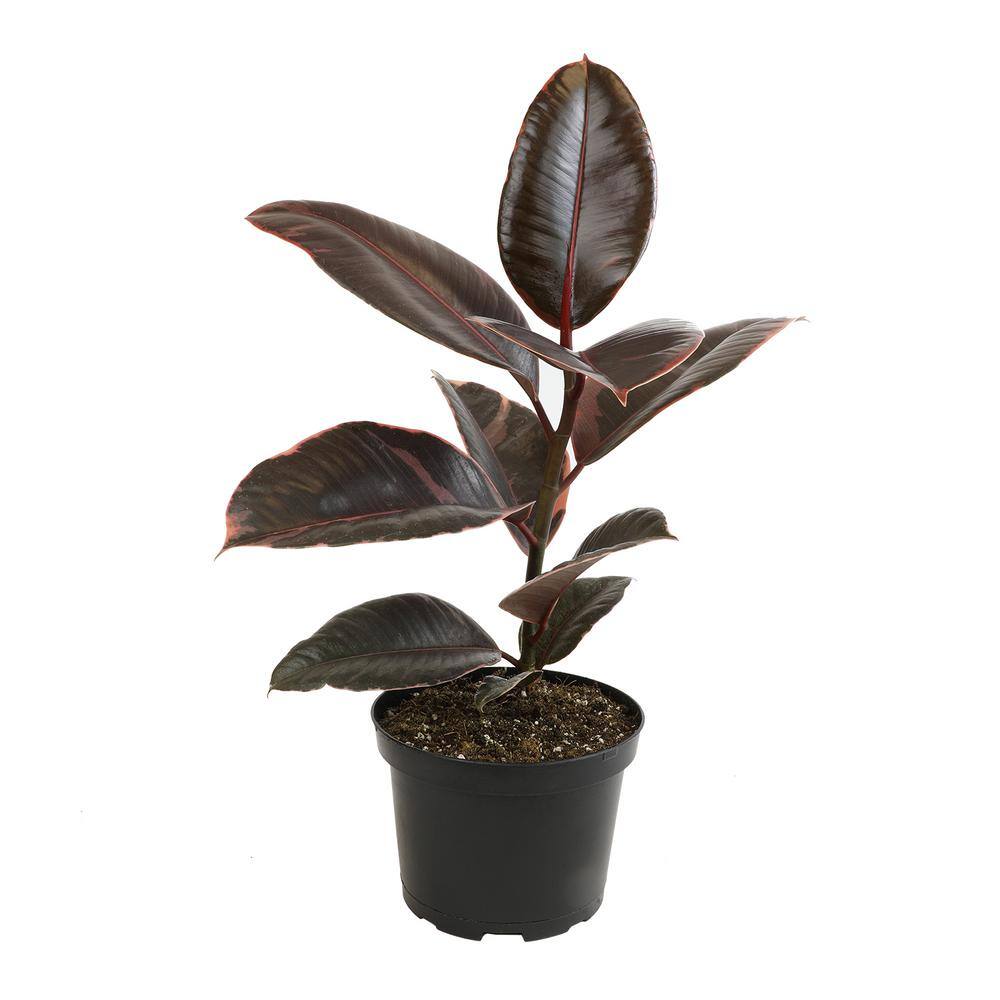 Ruby Ficus Rubber Tree in Black Plastic Planter