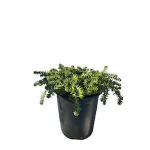 Sedum Sexangulare - Tasteless Stonecrop Plants Heat Tolerent Pet-Safe Spreading in Pots (1-Pack)