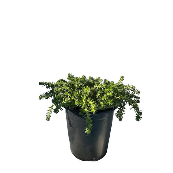 Zeus & Ruta Sedum Sexangulare - Tasteless Stonecrop Plants Heat Tolerent Pet-Safe Spreading in Pots (1-Pack)