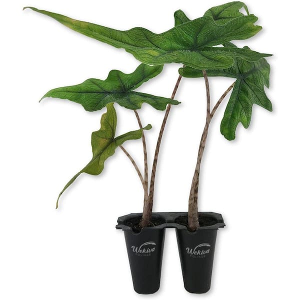 Wekiva Foliage Alocasia Jacklyn-2 Live Starter Plants in 2 in