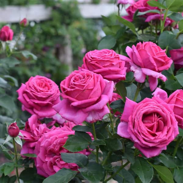 Vigoro 2 Gal. Legend of Rossi Rose with Hot Pink Flowers in
