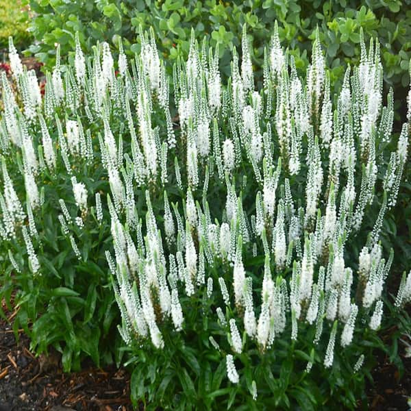 1 Gal. Magic Show White Wands Spike Speedwell (Veronica Hybrid) Live Perennial Plant with White Flowers