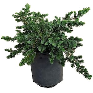2.5 qt. Blue Pacific Juniper (Juniperus Conferta) Low-Growing, Trailing, Evergreen Shrub with Blue-Green Foliage