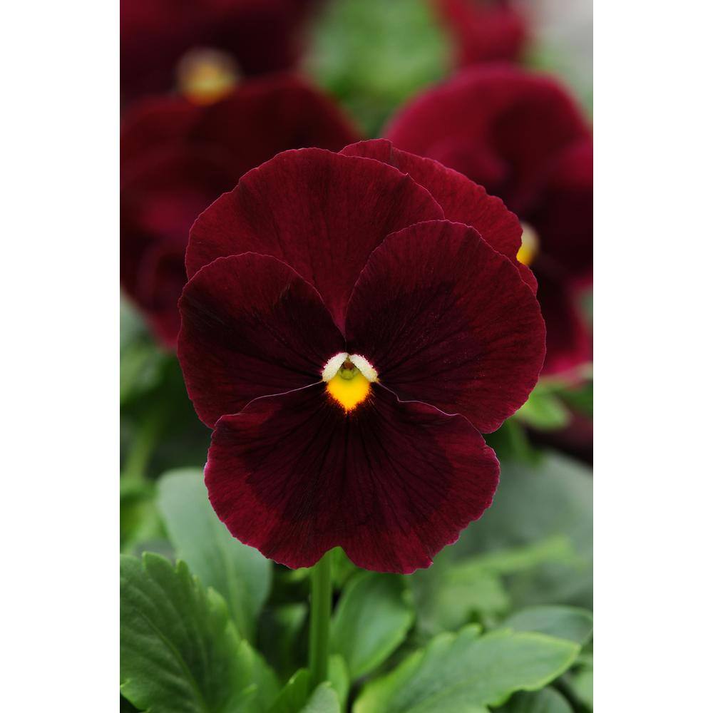 4 in. Red Pansy Plant (6Pack)PANSY4RED6PK The Home Depot