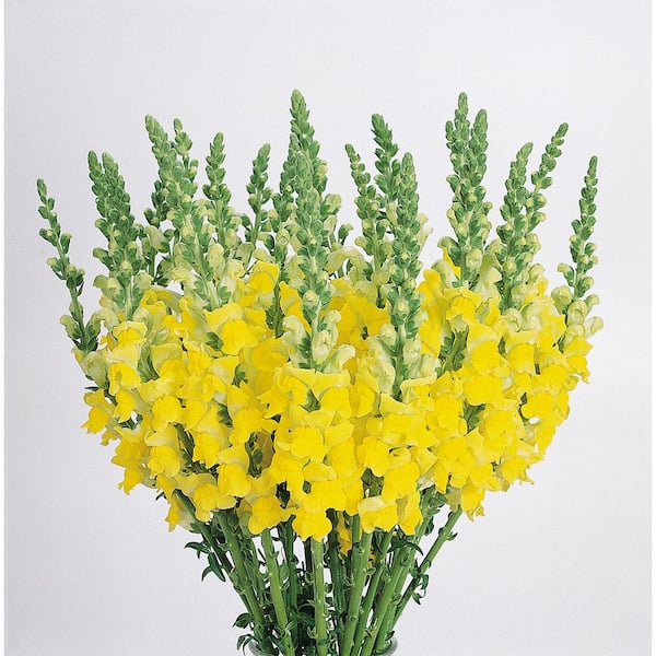 Pure Beauty Farms 1.38 Pt. Snapdragon Sonnet Yellow Flower  in Grower's Pot