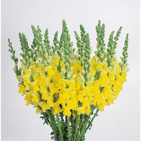 Pure Beauty Farms 3.2 Qt. Snapdragon Sonnet Yellow Flower Plant  in 7.5 In Grower's Pot