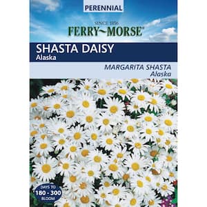 Shasta Daisy Alaska Seed