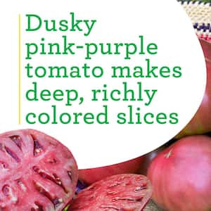 19 oz. Cherokee Purple Heirloom Tomato Plant (2-Pack)