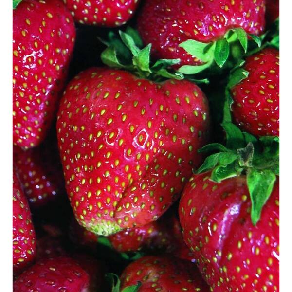 Bonnie Plants 19 oz. Quinault Strawberry Plant (2Pack) 201995 The