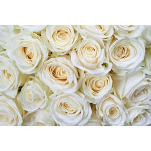 Photographic White Roses Farm and Country Wall Mural