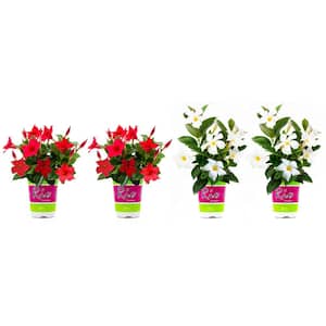 1.5 Pint Dipladenia Flowering Annual Shrub with Red and White Flowers (4-Pack)