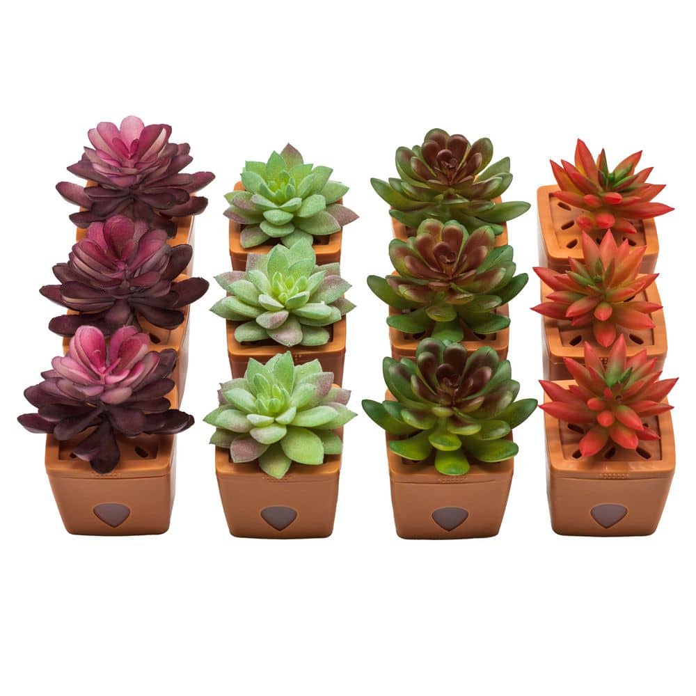 JT Eaton ZendoZones Fruit Fly Traps, 12 Assorted Fruit Fly Traps with Terra  Cotta Base 1820B-HALEN - The Home Depot