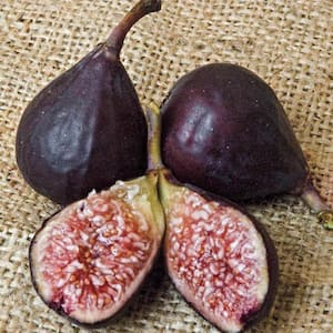 Violette de Bordeaux Fig (Ficus) Live Bareroot Fruiting Tree (1-Pack)