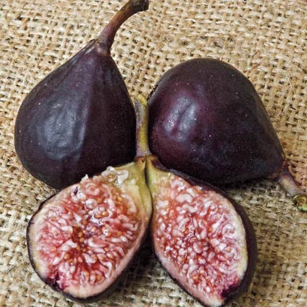Gurney's Violette de Bordeaux Fig (Ficus) Live Bareroot Fruiting Tree (1-Pack)