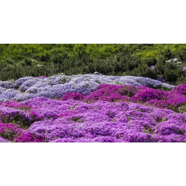 BELL NURSERY 1 Gal. Phlox Plant