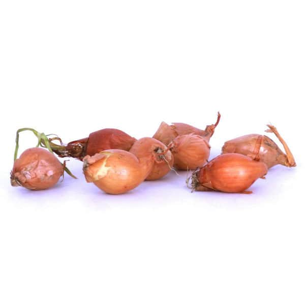 Traditional Shallot Plants - Dixondale Farms