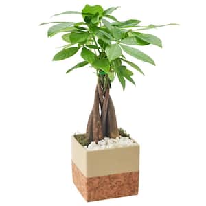 4-1/2 in. Money Tree Tan Round Cork Ceramic Planter