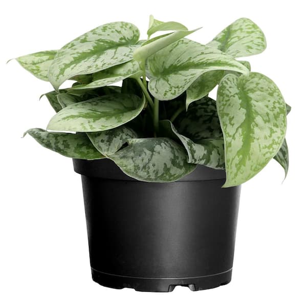6 in. Silver Satin Pothos Scindapsus pictus Live Indoor Plant in Grower Pot