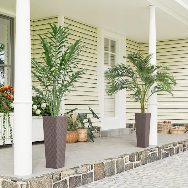 potted pine plant Pinus pinea 'Silver Crest'