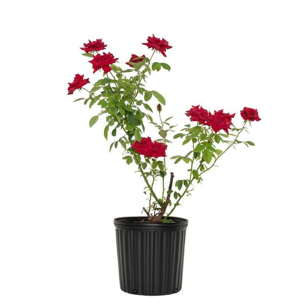 national PLANT NETWORK 2 Gal. Rose Olymiad with Red Blooms