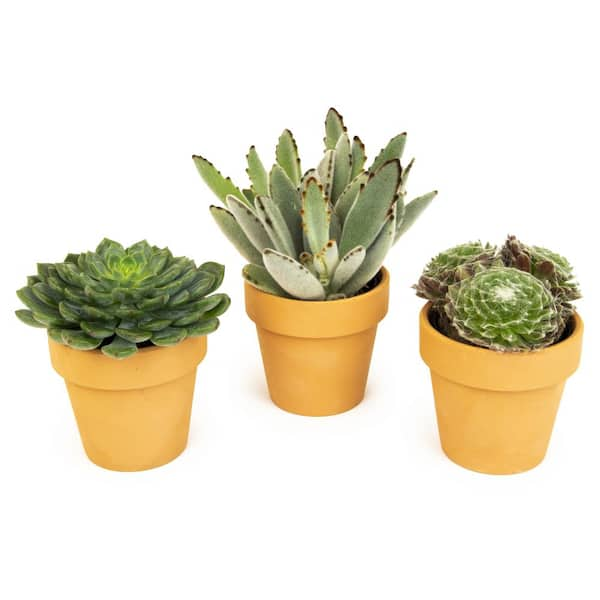 SMART PLANET 2.5 in. Assorted Succulent 3-Pack in Terra Cotta Clay Pot