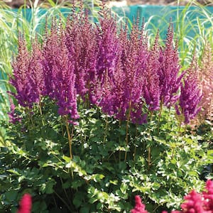 Astilbe Blackberry Cake Bulbs (3-Pack)