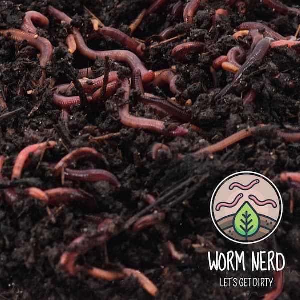 earthworms Compost Worms 250 Piece 