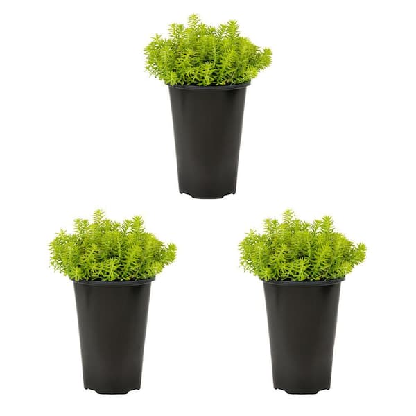 2 Qt. Sedum Angelina Perennial Plant (3-Pack)