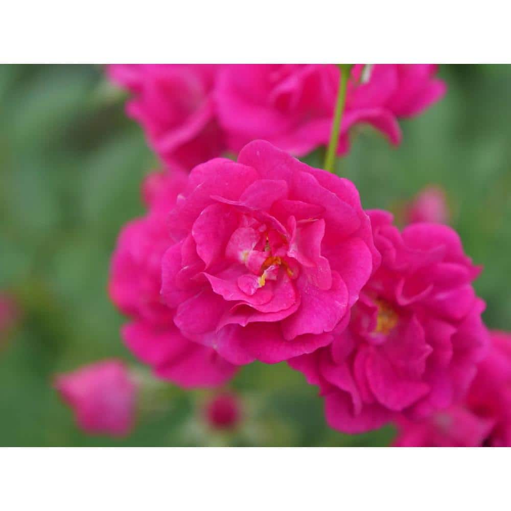 PROVEN WINNERS 1 Gal. Oso Easy Peasy Rose Landscape Rose (Rosa