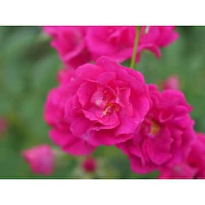 1 Gal. Oso Easy Peasy Rose Landscape Rose (Rosa), Live Plant, Pink Flowers