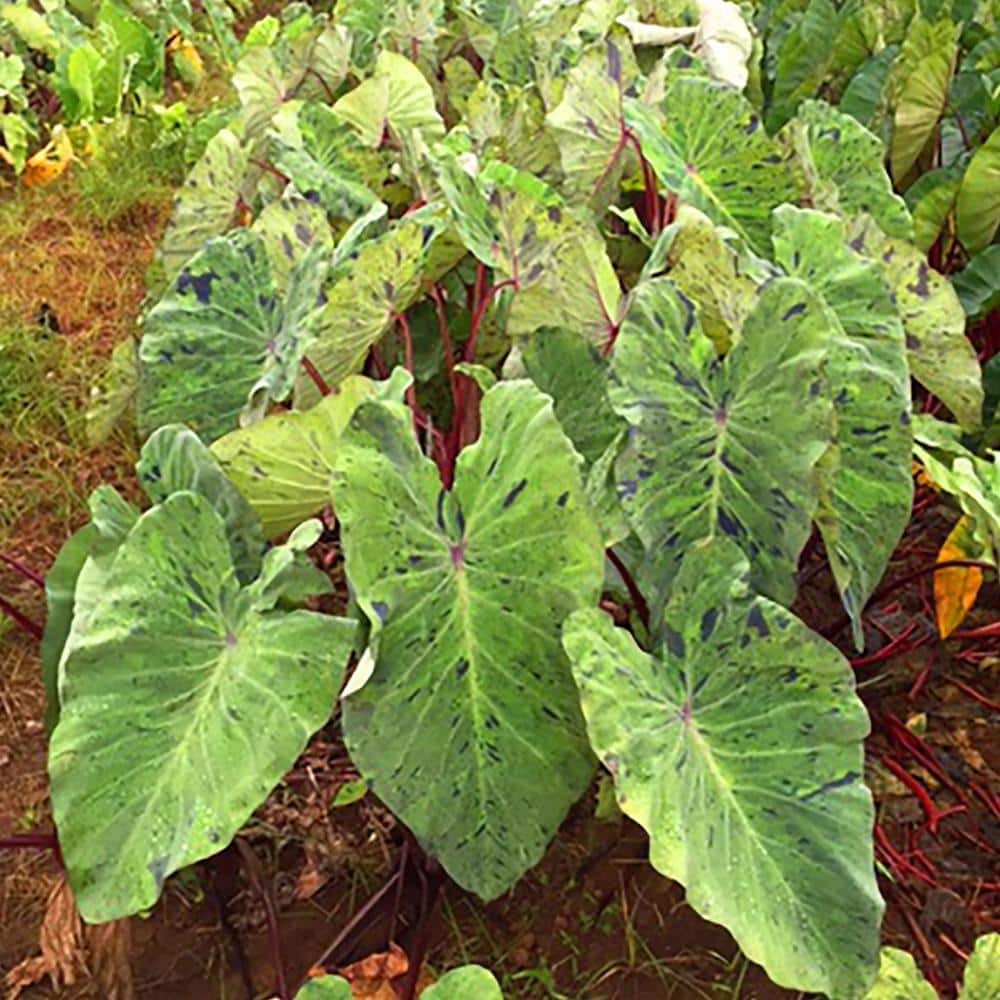 VAN ZYVERDEN Elephant Ears Mojito Bulb (Set of 1) 831191 The Home Depot