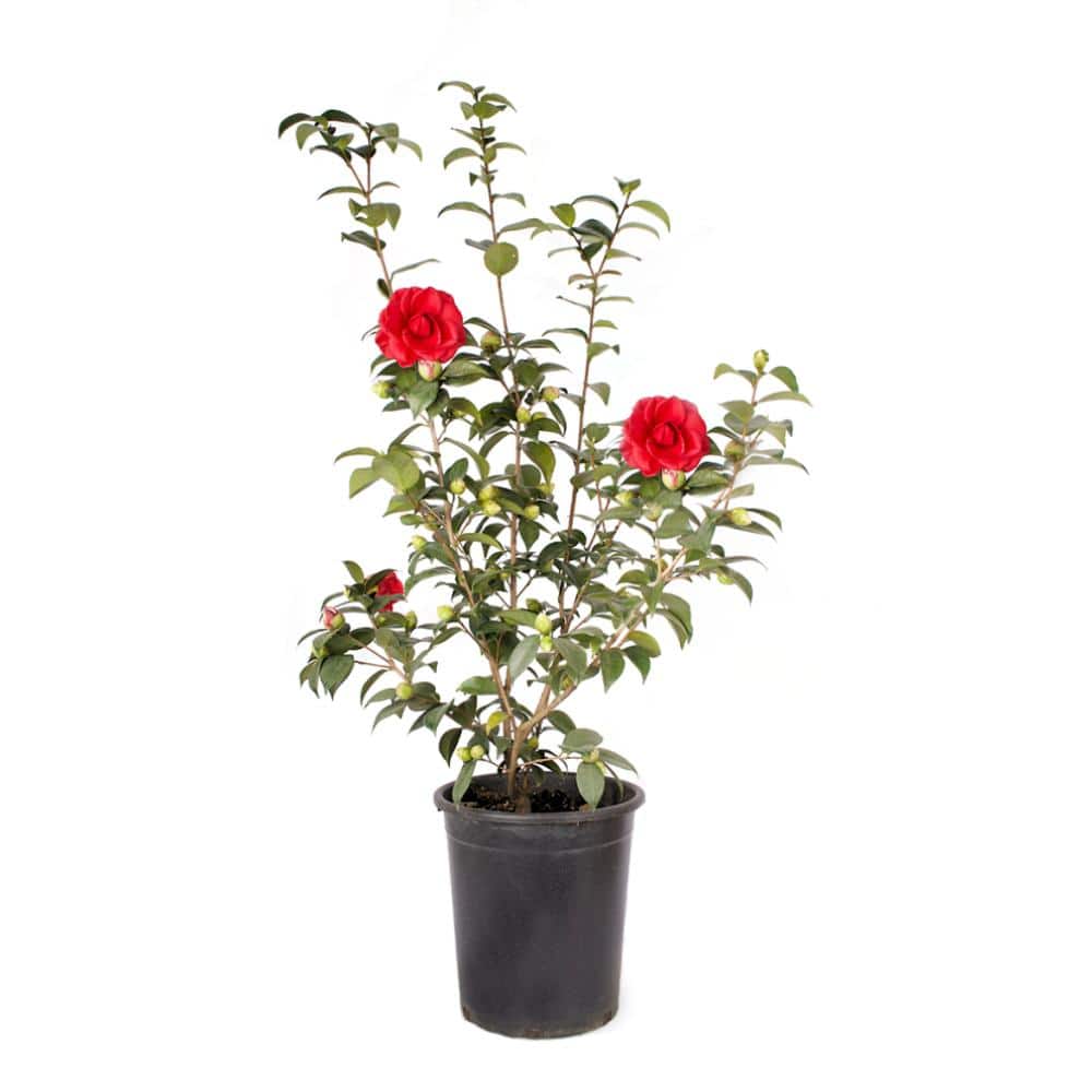 "#5 Container Tom Knudsen Camellia Plant" price history on PriceWatchPro