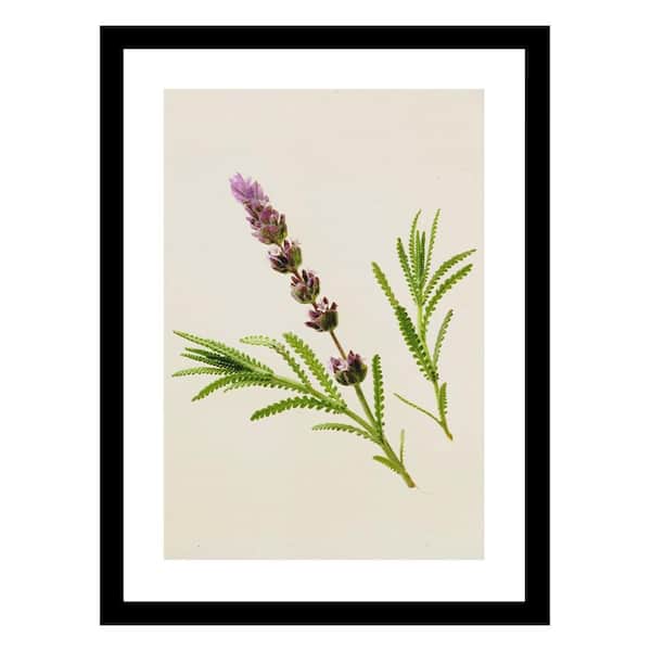 VENICE BEACH Collections Heller Photography Lavender Glory Framed Printed Photograph by Steven A. Heller Nature Poster Art Print 18 in. x 14 in.