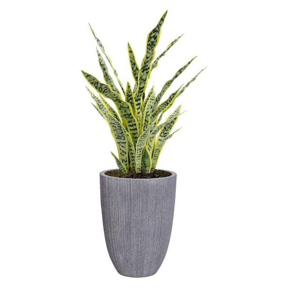 VINTAGE HOME Artificial Faux Real Touch 47 in. Tall Snake Plant