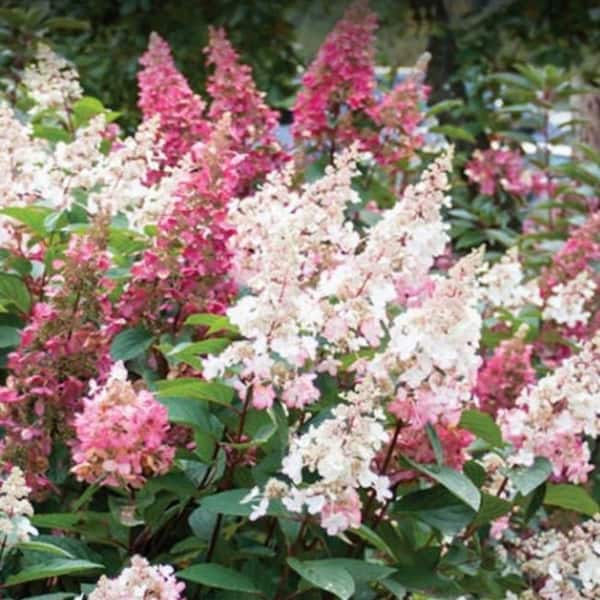1 Gal. Candelabra Hardy Hydrangea (Paniculata) Live Shrub, Creamy White and Red Flowers