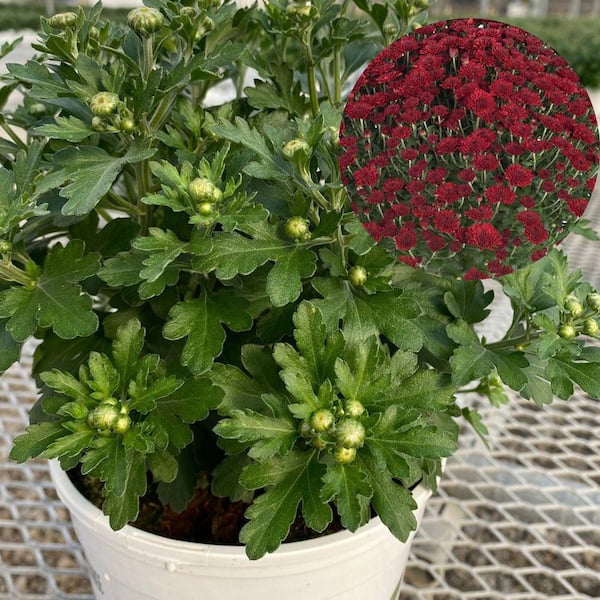 PROVEN WINNERS 1 Gal. Royale, Proven Selections Red Selena Garden Mum (Chrysanthemum), Live Plant (1-Pack)