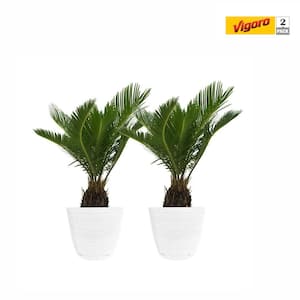6 in. Sago Indoor Plant in Small White Ribbed Plastic Decor Planter (2-Pack)