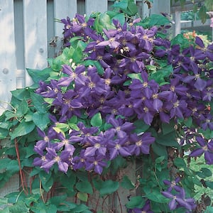 1.5 Gal. H.F. Young Clematis Plant with Purple Flowers