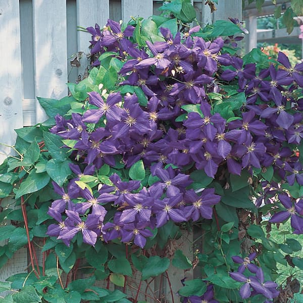 Metrolina Greenhouses 1.5 Gal. H.F. Young Clematis Plant with Purple Flowers