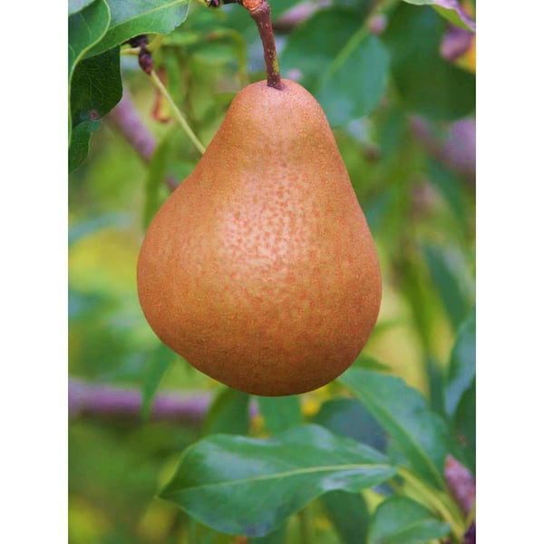 Buy Bosc Pears For Delivery Near You