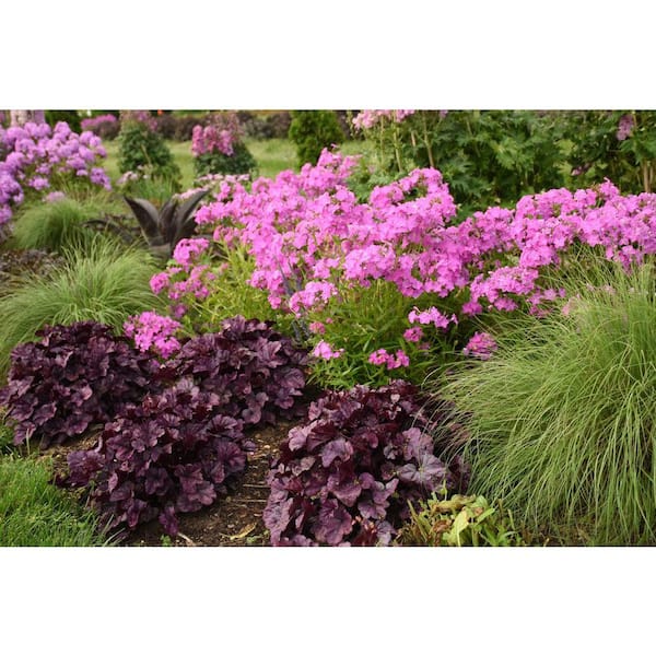BELL NURSERY 3 Gal. Opening Act UltraPink Phlox Live Flowering