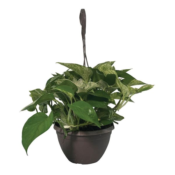 8 in. Marble Queen Pothos Indoor Tropical Houseplant in Hanging Basket (1-Pack)