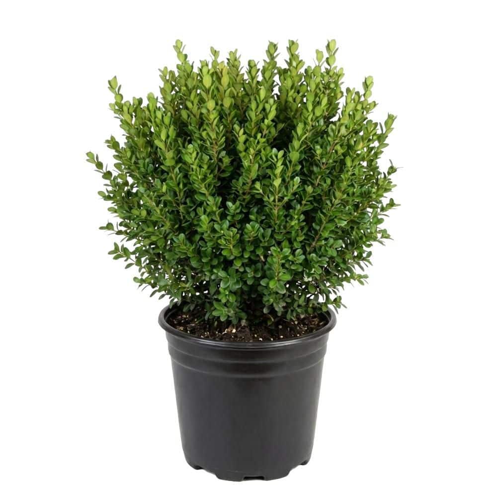 Büsche BELL NURSERY 3 Gal. Winter Gem Boxwood (Buxus) Live Evergreen Shrub ...