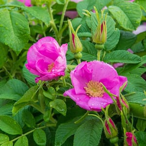 4 in. Pot Sweet Hips Rugosa Rose (Rosa) Live Deciduous Plant Pink Flowering Shrub