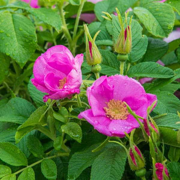 Spring Hill Nurseries 4 in. Pot Sweet Hips Rugosa Rose (Rosa) Live Deciduous Plant Pink Flowering Shrub