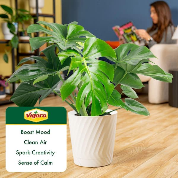 Vigoro Monstera Deliciosa Swiss Cheese Indoor Plant, in 10 in. White Decor  Pot Avg. Shipping Height 2-3 ft. Tall L-MON-S-PWT-01 - The Home Depot
