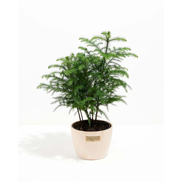 LIVELY ROOT 6 in. Holiday Norfolk Island Pine in Macadamia Eco Pot