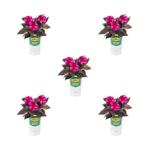 1.5 Pt. New Guinea Impatiens Harmony Fuchsia Cream Pink Bicolor Annual Plant (5-Pack)