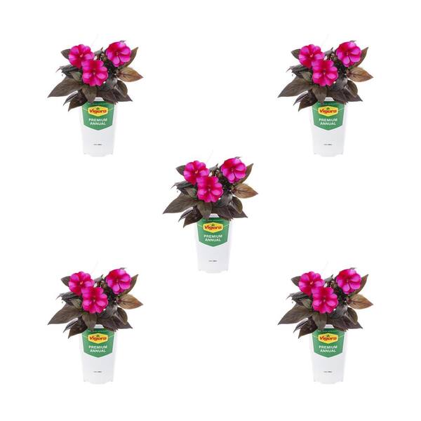 Vigoro 1.5 Pt. New Guinea Impatiens Harmony Fuchsia Cream Pink Bicolor Annual Plant (5-Pack)