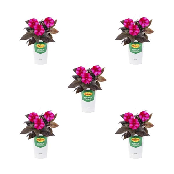 Vigoro 1.5 Pt. New Guinea Impatiens Harmony Fuchsia Cream Pink Bicolor ...